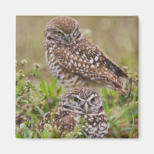 Íman Burrowing Owl, Athene Cunicularia, Cabo Coral, (Frente)