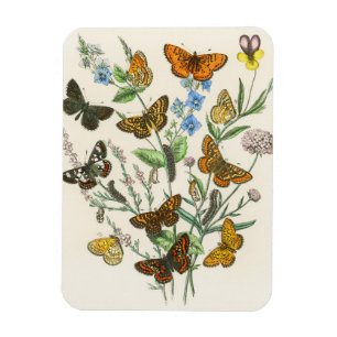 Íman Butterflies and Flowers Vintage Illustration 1