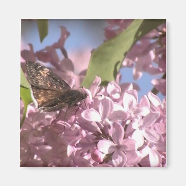 Íman Butterfly e Lilac Magnet (Frente)
