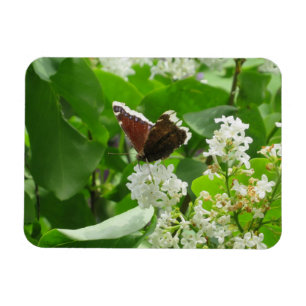 Íman Butterfly e Primavera Lilac Magnet