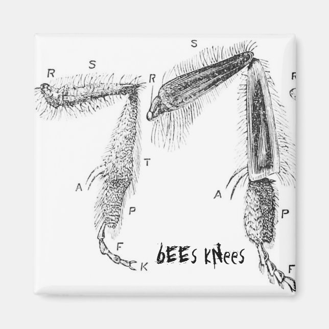 Íman buzzart magnet (Frente)