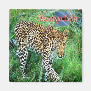 Íman BW - Botswana - Okavango Delta Ghepard