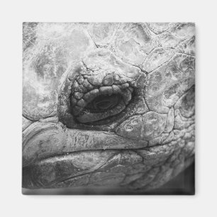 Íman BW Tortoise