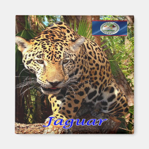 Íman BZ - Belize - Jungles Belizean - O Jaguar