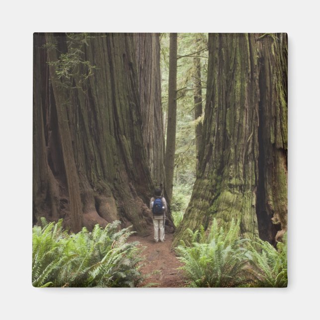 Íman CA, Jedediah Smith Redwoods State Park, (Frente)