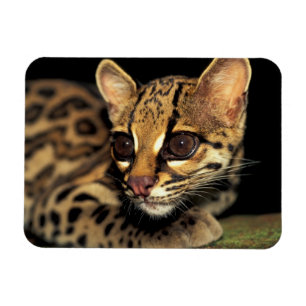 Íman CA, Panamá Central, Soberania NP, Margay 2