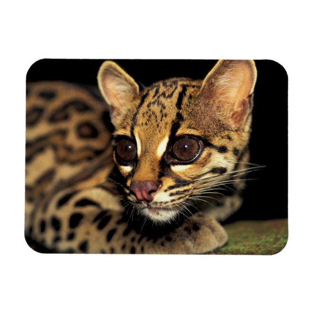 Íman CA, Panamá Central, Soberania NP, Margay 2 (Horizontal)