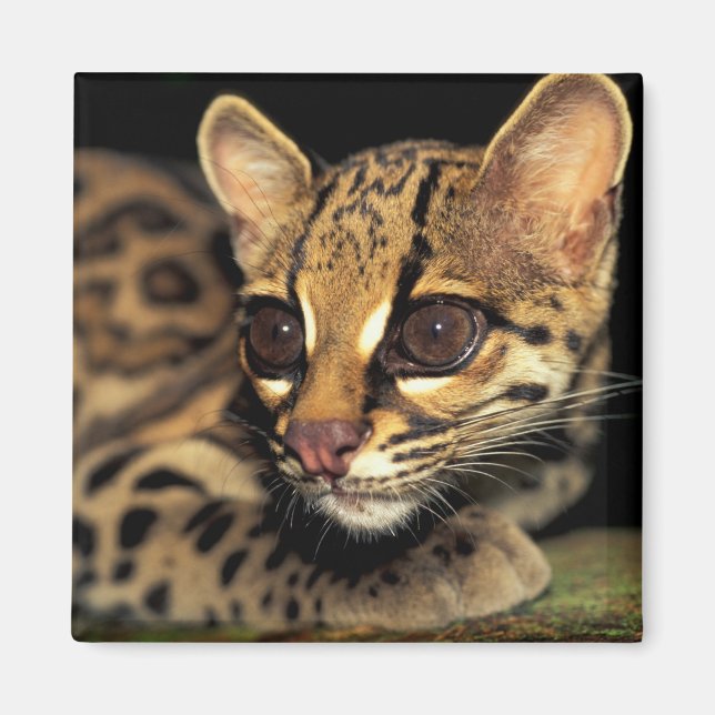 Íman CA, Panamá Central, Soberania NP, Margay 2 (Frente)