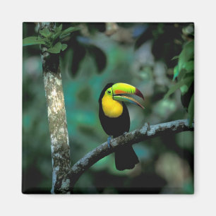Íman CA, Panamá, NP Soberania, Tucano Pico-de-Querubim
