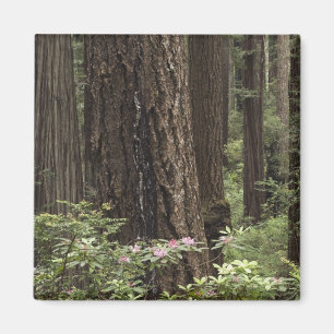 Íman CA, Prairie Creek State Park, Costa