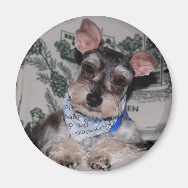 Íman Cabeça coalhada (Frente)