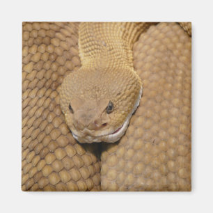 Íman Cabeça de Cascavel