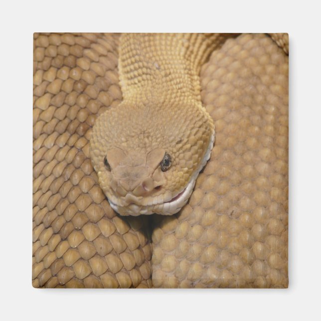 Íman Cabeça de Cascavel (Frente)