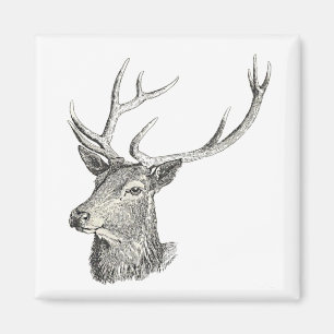 Íman Cabeça de Deer Buck com Desenhos de Antlers
