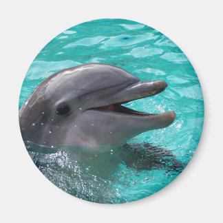 Íman Cabeça de golfinho em água aquamarina