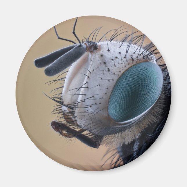 Íman Cabeça de Insetos de Fechamento (Frente)