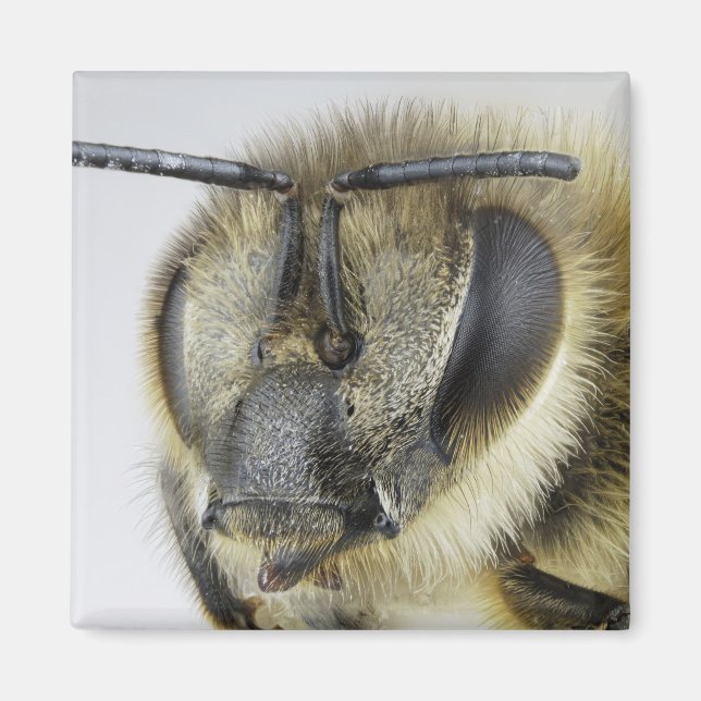 Íman Cabeça de mel (Frente)