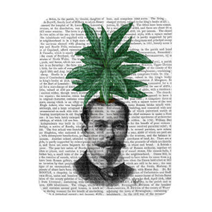 Íman Cabeça de Planta Evergreen Chinesa