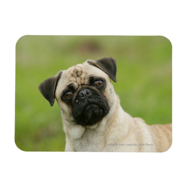 Íman Cabeça de Pug Batida Olhando para a Câmera (Horizontal)