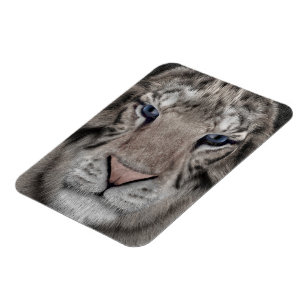 Íman Cabeça de Tigre Branco Estética da Vida Selvagem