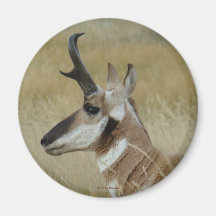 Cabeça de um jovem antílope-pronghorn A4 perfil