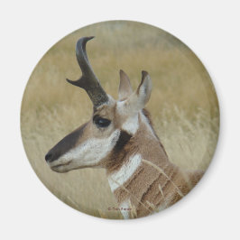 Íman Cabeça de um jovem antílope-pronghorn A4 perfil