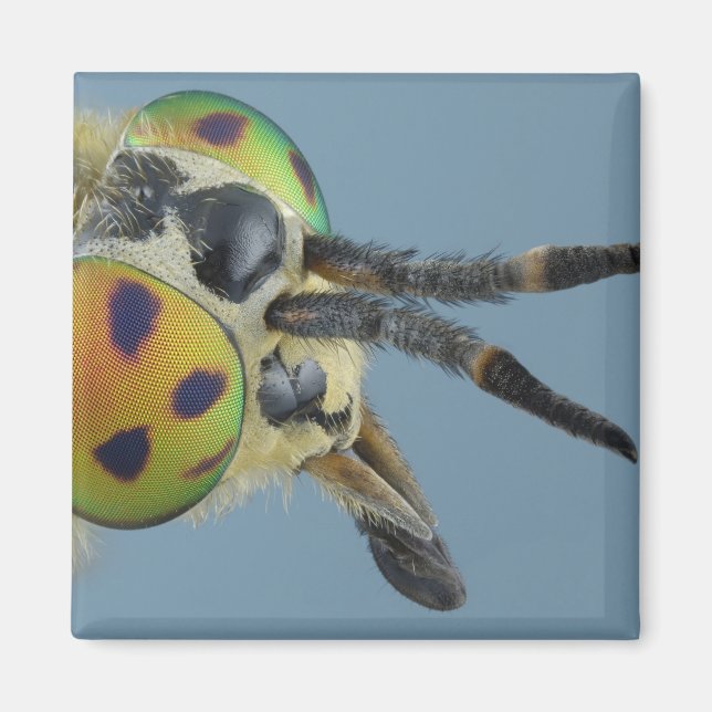 Íman Cabeça de veado (Frente)