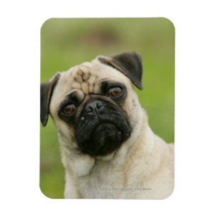 Íman Cabeça do Pug armada olhando a câmera