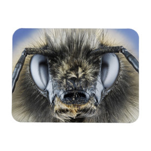 Íman Cabeça do zangão