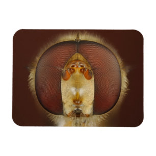 Íman Cabeça e Olhos Compostos de uma Mosca do Foco