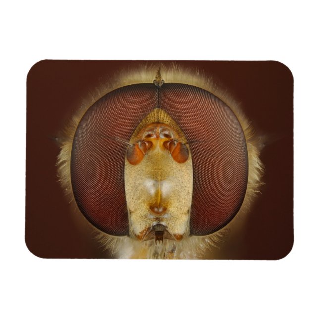 Íman Cabeça e Olhos Compostos de uma Mosca do Foco (Horizontal)