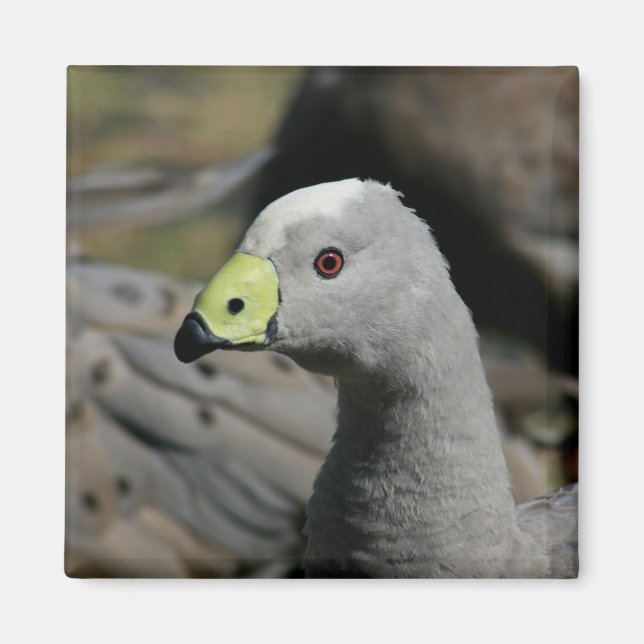Íman Cabo Barren Goose Australiano (Frente)
