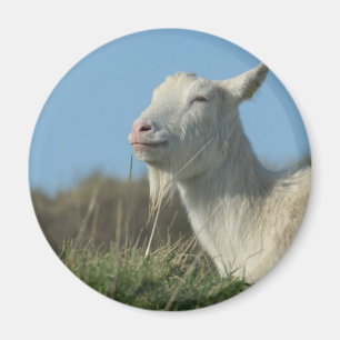 Íman cabra