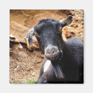 ÍMAN CABRA PEQUENA BONITO