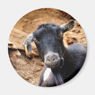 ÍMAN CABRA PEQUENA BONITO