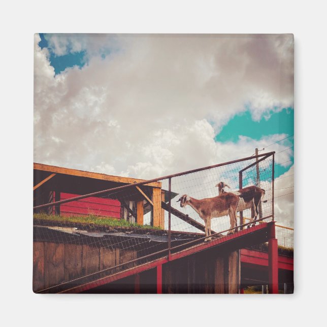 Íman cabras no telhado (Frente)