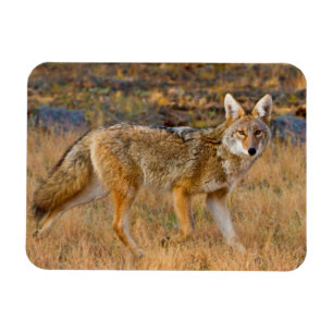 Íman Caça ao coiote (Canis Latrans)