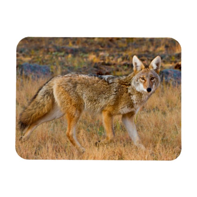 Íman Caça ao Coyote (Canis Latrans) (Horizontal)