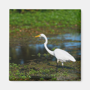 Íman Caça ao Egret