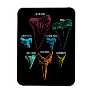Íman Caça aos dentes de tubarão - Presentes de tubar