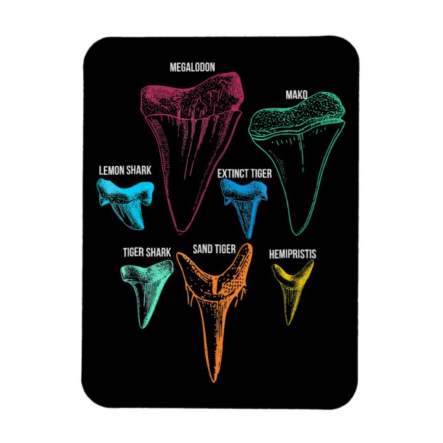 Íman Caça aos dentes de tubarão - Presentes de tubarão  (Vertical)