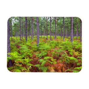 Íman Caça Comum (Pteridium Aquilinum)