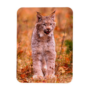 Íman Caça de Lince Floresta de Outono