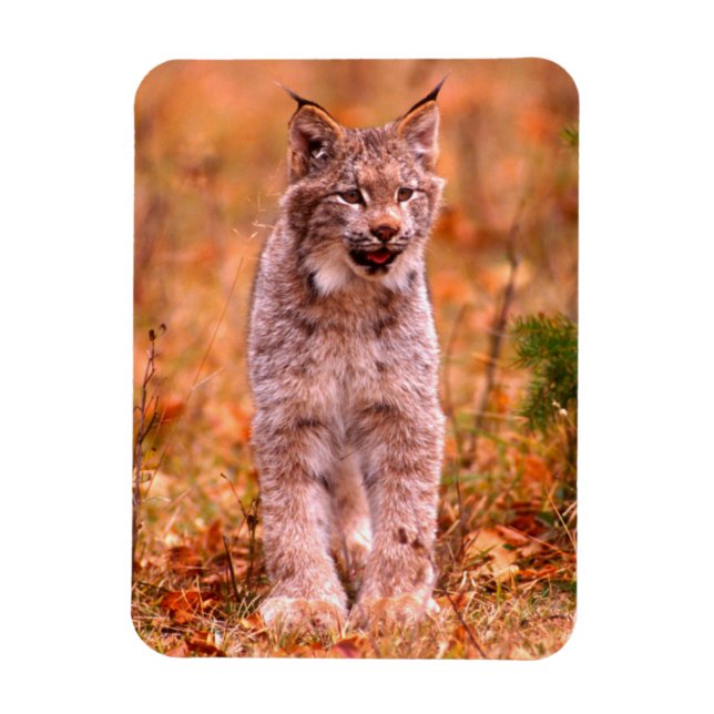 Íman Caça de Lince | Floresta de Outono (Vertical)