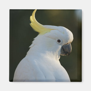 Íman cacatua