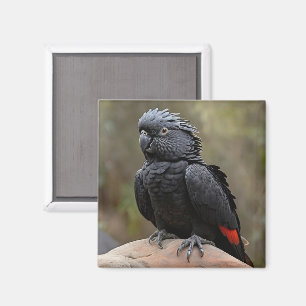 Íman cacatua-preta
