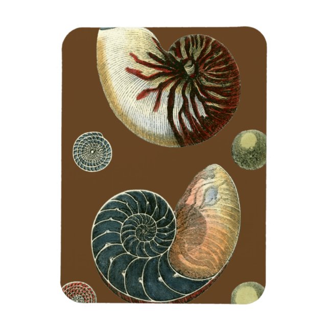 Íman Cacau (Vertical)