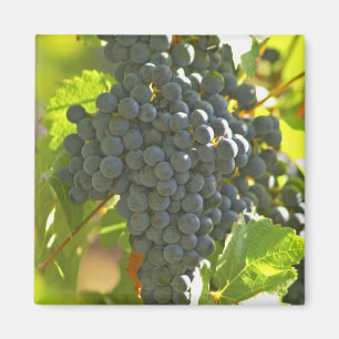 Íman cacho de uva Cabernet Sauvignon no Chateau
