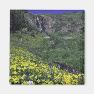 Íman Cachoeira e flores silvestres em prado alpino,