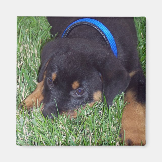 Íman cachorrinho. (Frente)